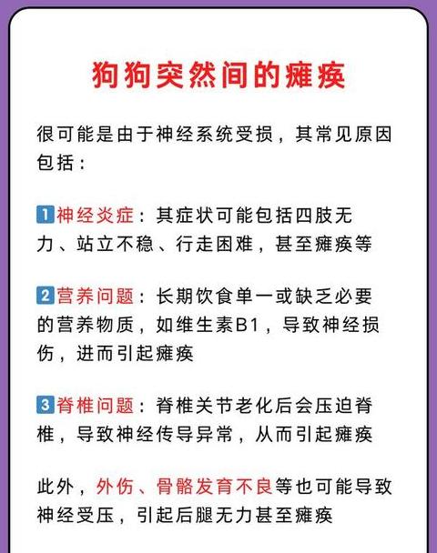 黑狗养半年后神秘失踪：原因揭秘