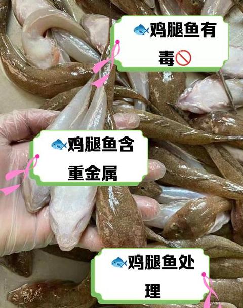 鱼不吃食原因及处理方法全解析
